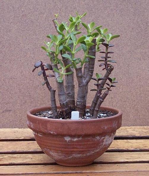 crassula001  23-11-2005.JPG