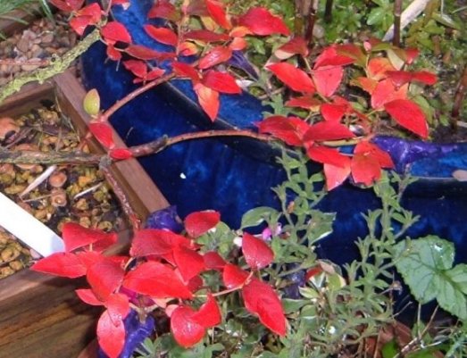 01 post Atumn Garden 16102004.JPGpost.jpg