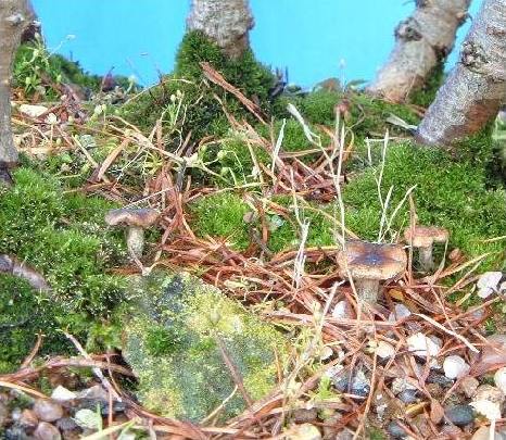Mushrooms in Larch Forest.jpg