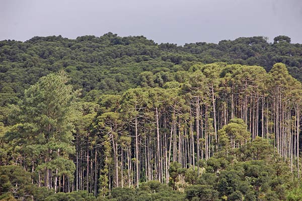 Araukarienwald