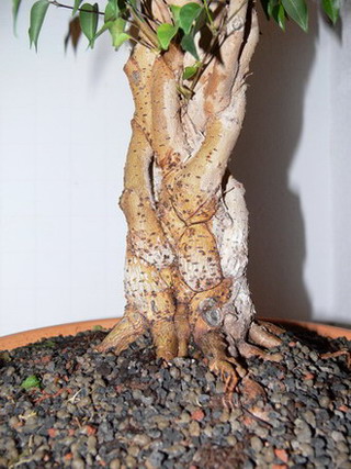 Ficus_1_011'_k.jpg