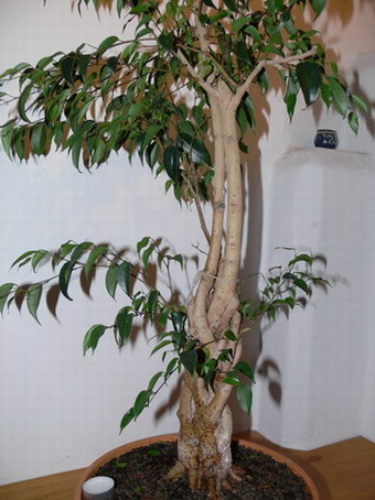 Ficus_1_008'_k.jpg
