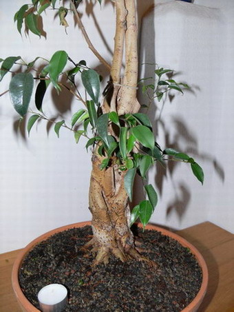 Ficus_1_010'_k.jpg