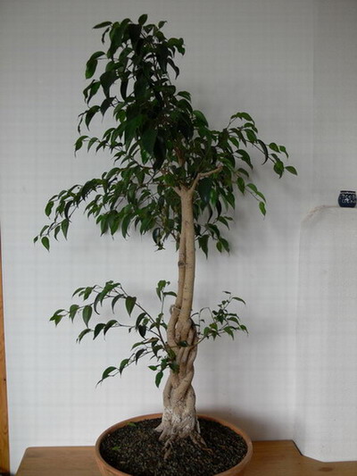 Ficus_1_001_k'.jpg