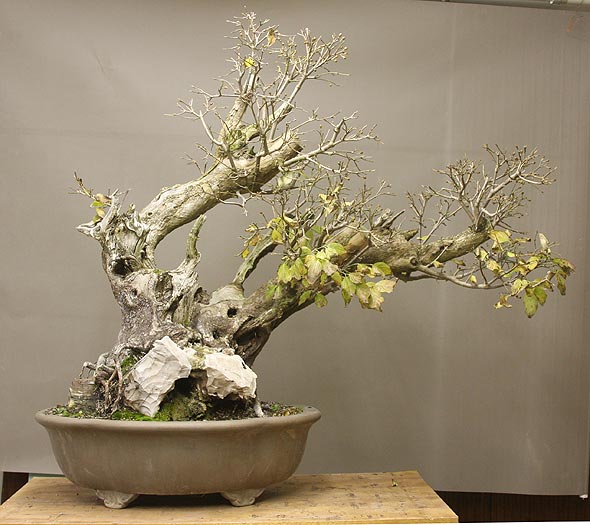 cornus_1.jpg