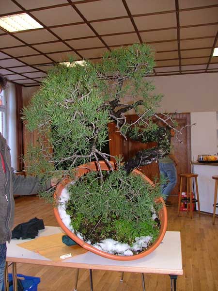 Die große Sylvestris-Kiefer von Uwe sollte in dieser Position gestaltet werden