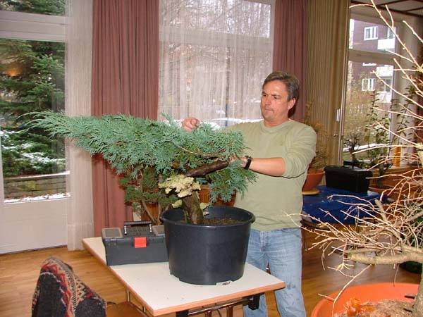 Arnie hatte einen dicken, großen Wacholder dabei, einen Kübel-Yamadori
