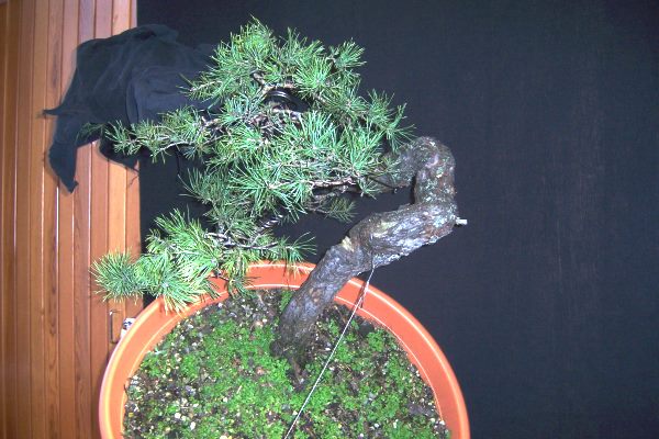 Vorläufiges Endergebnis von Uwes (Merlin) Kiefer. Ein Ast wurde erst noch belassen (hier mit Tuch abgedeckt), um nicht zu viel Grün zu entfernen