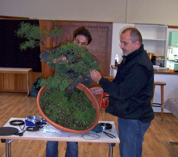 2_MerlinSylvestris11_1.jpg