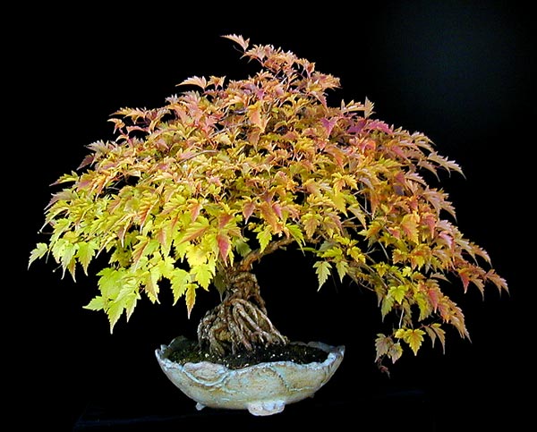 Kranzspiere (Stephanandra incisa) => hat kaum jemand .....