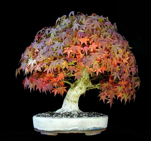 Acer palmatum