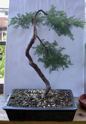 wacholder_001.JPG