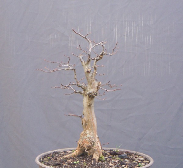 09 Hainbuche 75 1 k.jpg