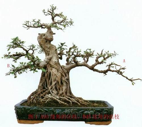 penjing.jpg
