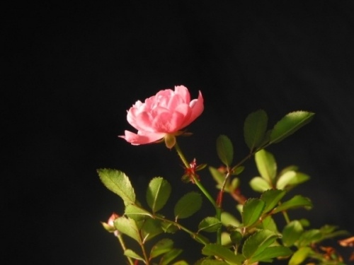 Rosenblüte 6.12.08.jpg