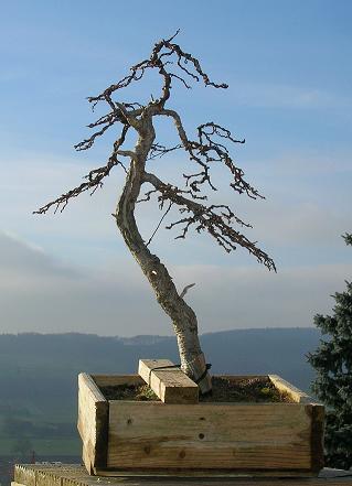 Larix_nachher_bff.jpg