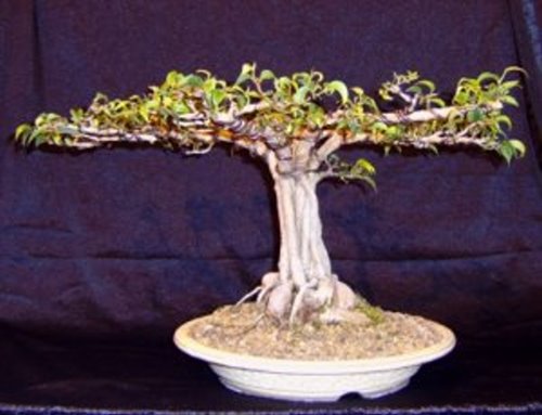 ficus 13 12 2008 015.jpg