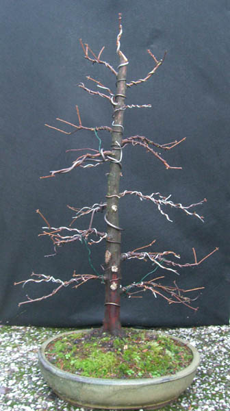 mammutbaum_20081119_klein.jpg