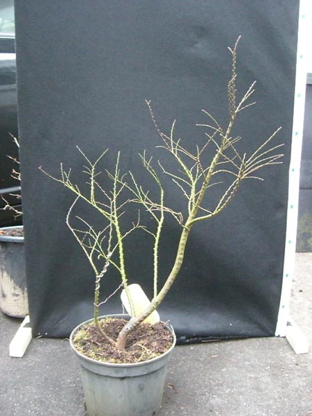 Zwergulme2_ulmus_hollandica_jaqueline_hillier_20081215_hinten_klein.jpg