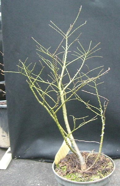 Zwergulme2_ulmus_hollandica_jaqueline_hillier_20081215_vorne_klein.jpg