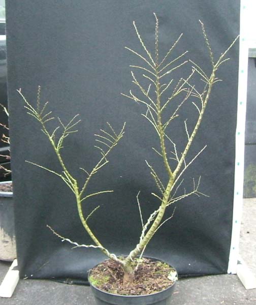 Zwergulme3_ulmus_hollandica_jaqueline_hillier_20081215_hinten_klein.jpg