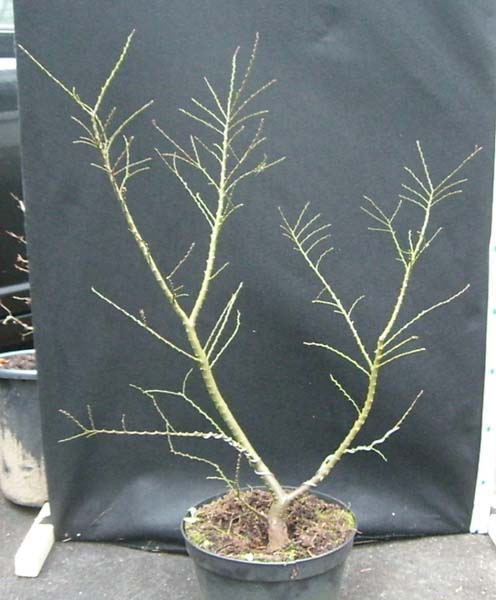 Zwergulme3_ulmus_hollandica_jaqueline_hillier_20081215_vorne_klein.jpg