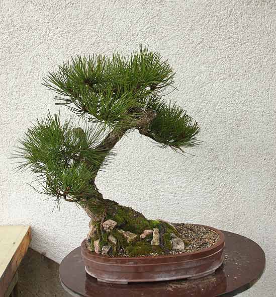 P.nigra_01.jpg