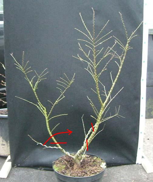 ulmus hillier.JPG