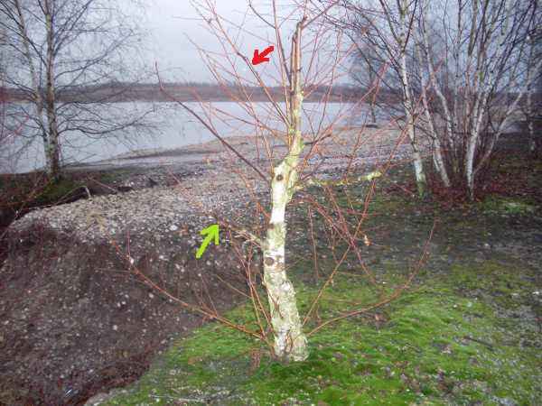 SDC10649.JPG