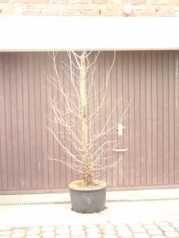 Urweltmamutbaum 1 klein.jpg
