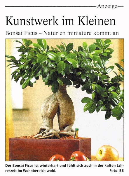 Bild-Seramis.jpg