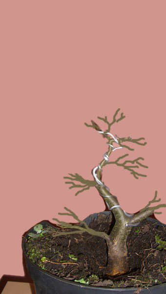 zwergulme3_ulmus_hollandica.jpg