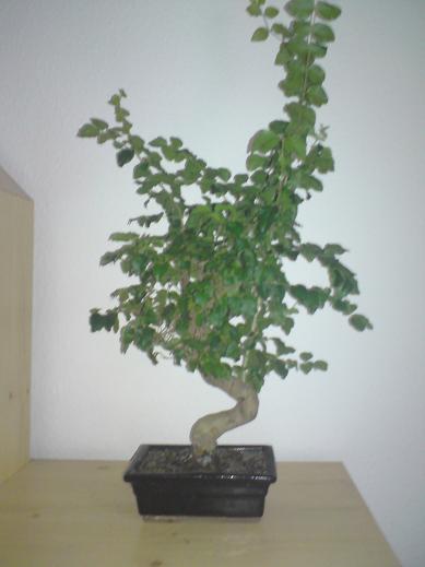 DSC00209.JPG