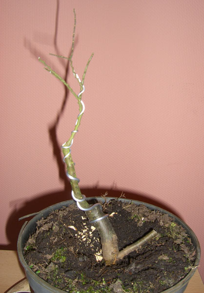 Zwergulme2_ulmus_hollandica_jaqueline_hillier_20081225_klein.jpg