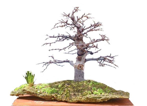 Zelkova_virtual_v4.jpg