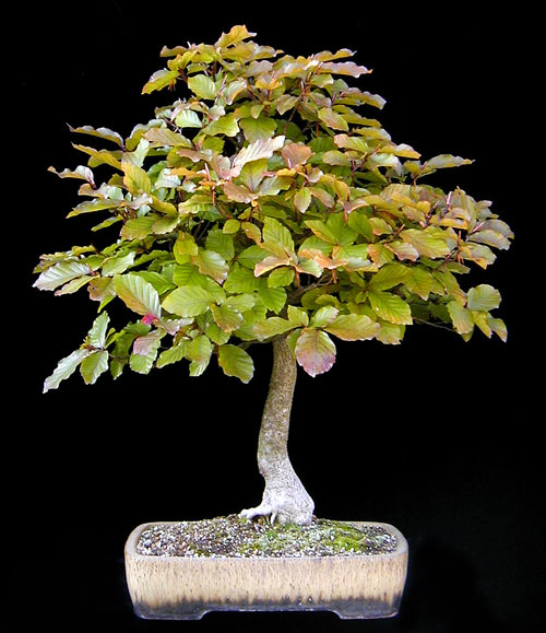Blutbuche