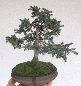 Shohin_Fichte_2_bff.jpg