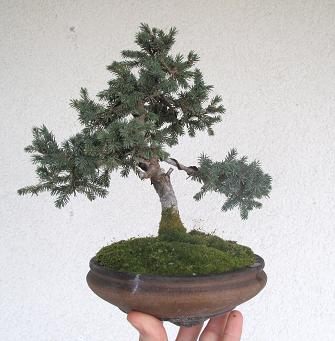 Shohin_Fichte_1_bff.jpg