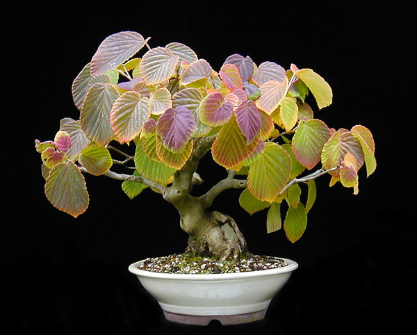 P1010040-Corylopsis-kl..jpg