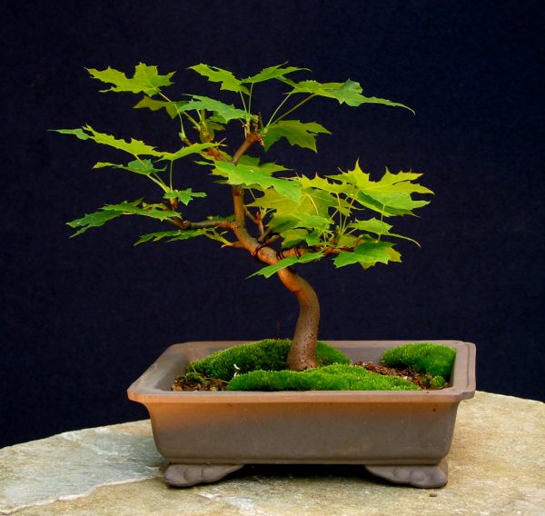 5 Jahre in der Schale. Ab Juli nach zwei Blattschnitten bilden sich kleine Blätter. Der Baum ist 12 cm hoch.