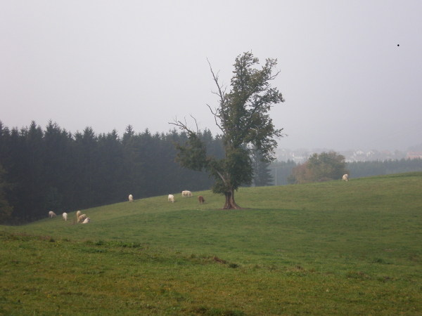 Pappel_01.jpg