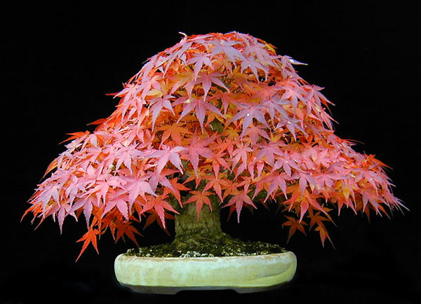 P1010030-Acer-palm.-NL2.jpg