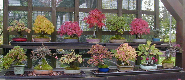P1010044-Shohin-im-Herbst.jpg