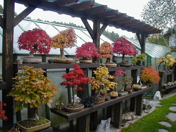 P1010043-Bonsai-im-Herbst.jpg
