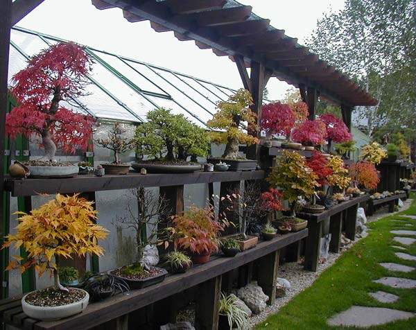 P1010042-Bonsai-im-Herbst.jpg