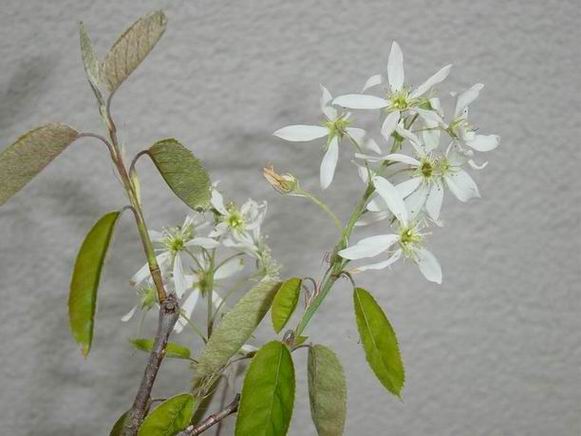 A. lamarckii Blüte.JPG
