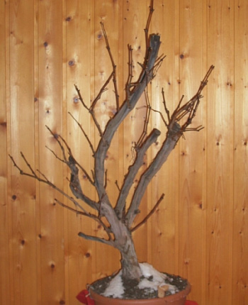 Winter08f.jpg