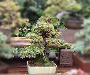 cotoneaster gauscher hintergrund.jpg