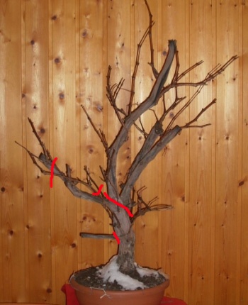 weinrebe1b.jpg