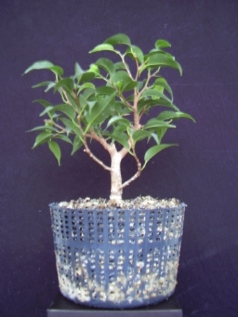 ficus benjamini aus steckling